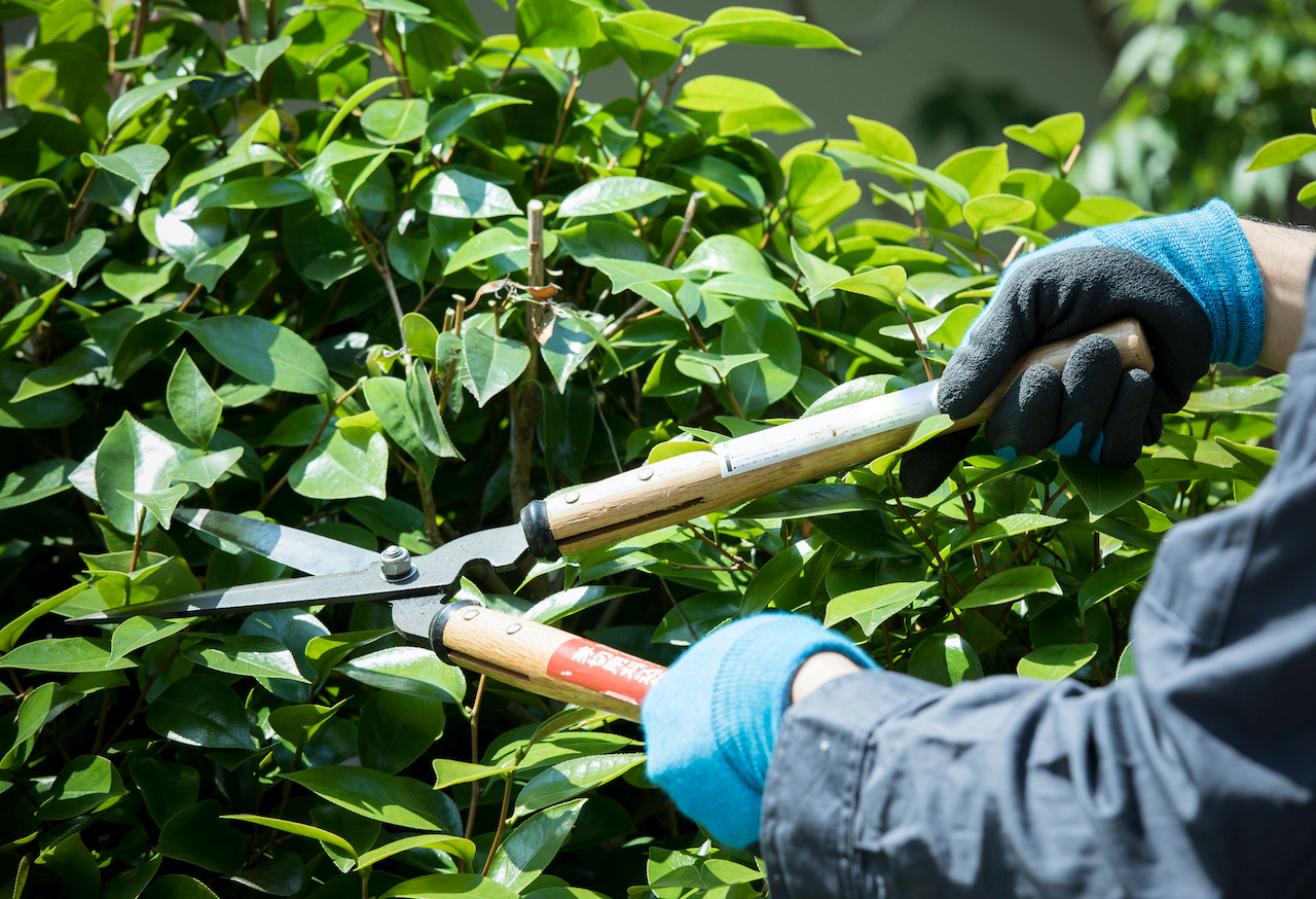 埼玉県久喜市の庭木の剪定でおすすめの植木屋さん｜口コミや費用で比較