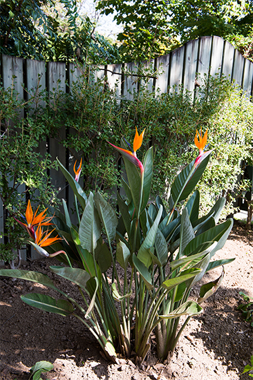 極楽鳥花と呼ばれるのにも納得。迫力満点の「ストレリチア」は庭でも