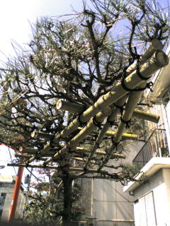 門かぶり | 第一東京園のオフィシャルブログ