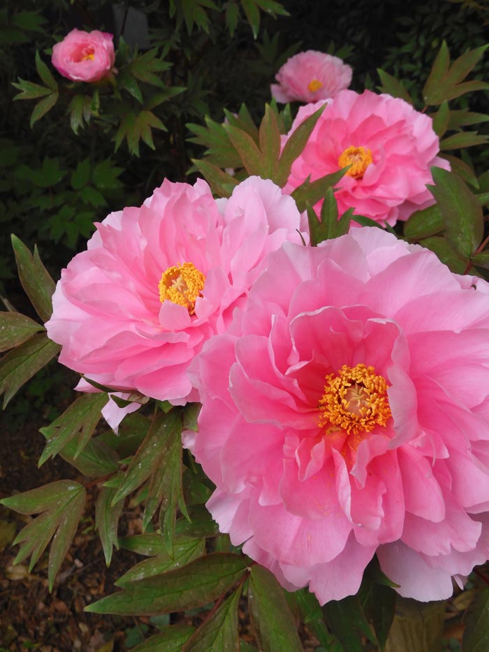 神代植物公園 ぼたん園の牡丹〈1〉八千代椿、島錦、島大臣、八重桜