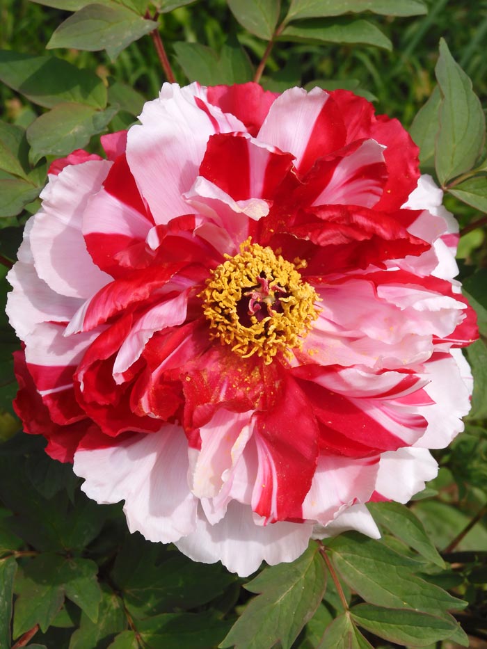 神代植物公園 ぼたん園の牡丹〈1〉八千代椿、島錦、島大臣、八重桜