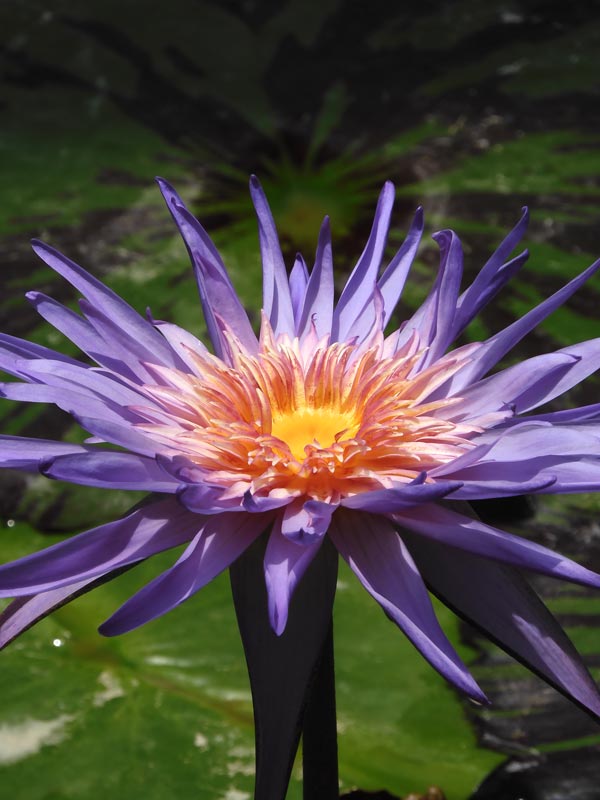 熱帯睡蓮 no.37「フォックス・ファイヤー」〈神代植物公園 大温室 熱帯