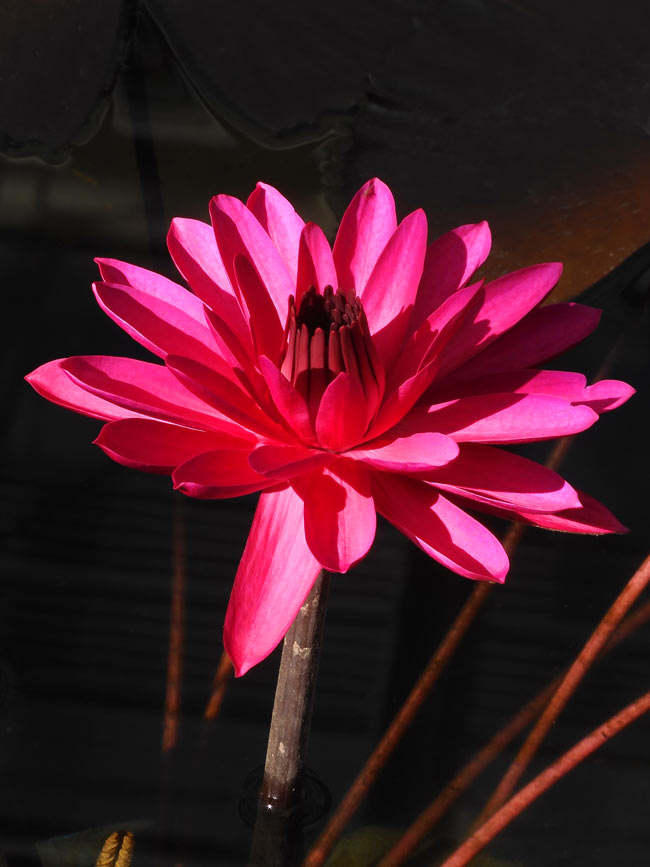 深紅のスイレン！ 熱帯睡蓮 no.59「レッド・フレアー」〈神代植物公園