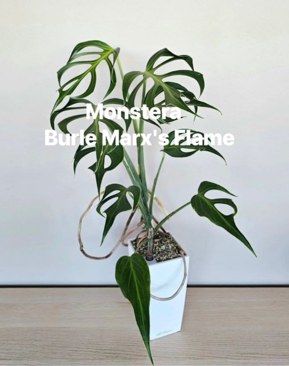 S*T様 5株ms13セットモンステラ バールマルクスフレーム S*T様 5株ms13