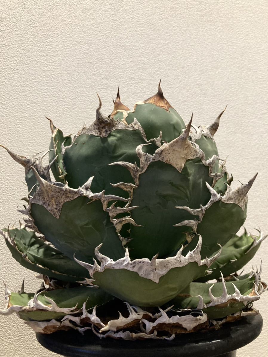 アガベ チタノタ 強刺夕映 狂刺夕映 親株