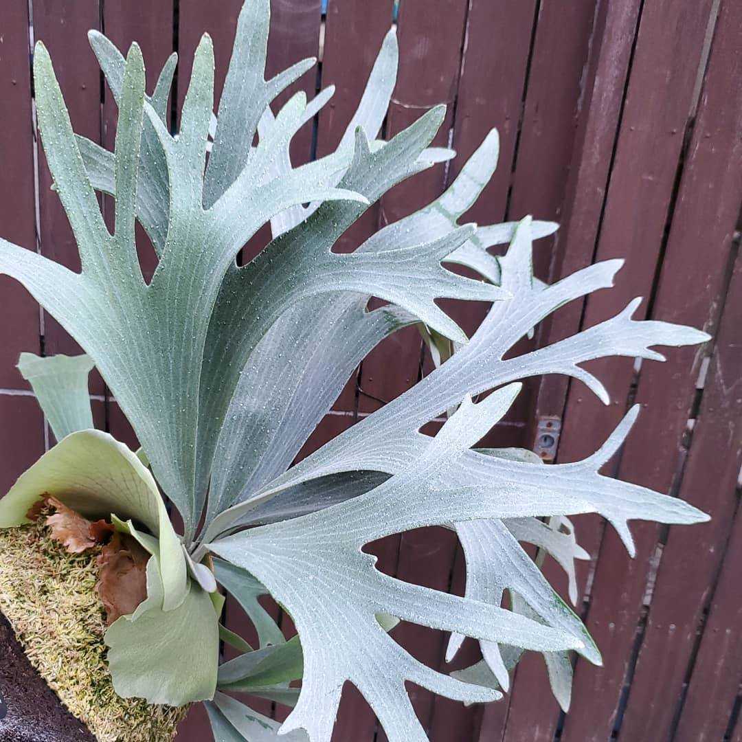 bifur sp.white 真っ白E-1 (oc) 株分 ビカクシダ bifur sp.white