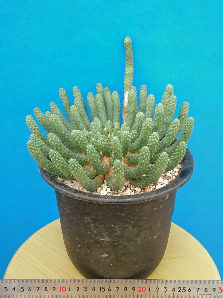 ☆大株☆【自根“株”/1株/ゆうパックのみ】Euphorbia esculenta