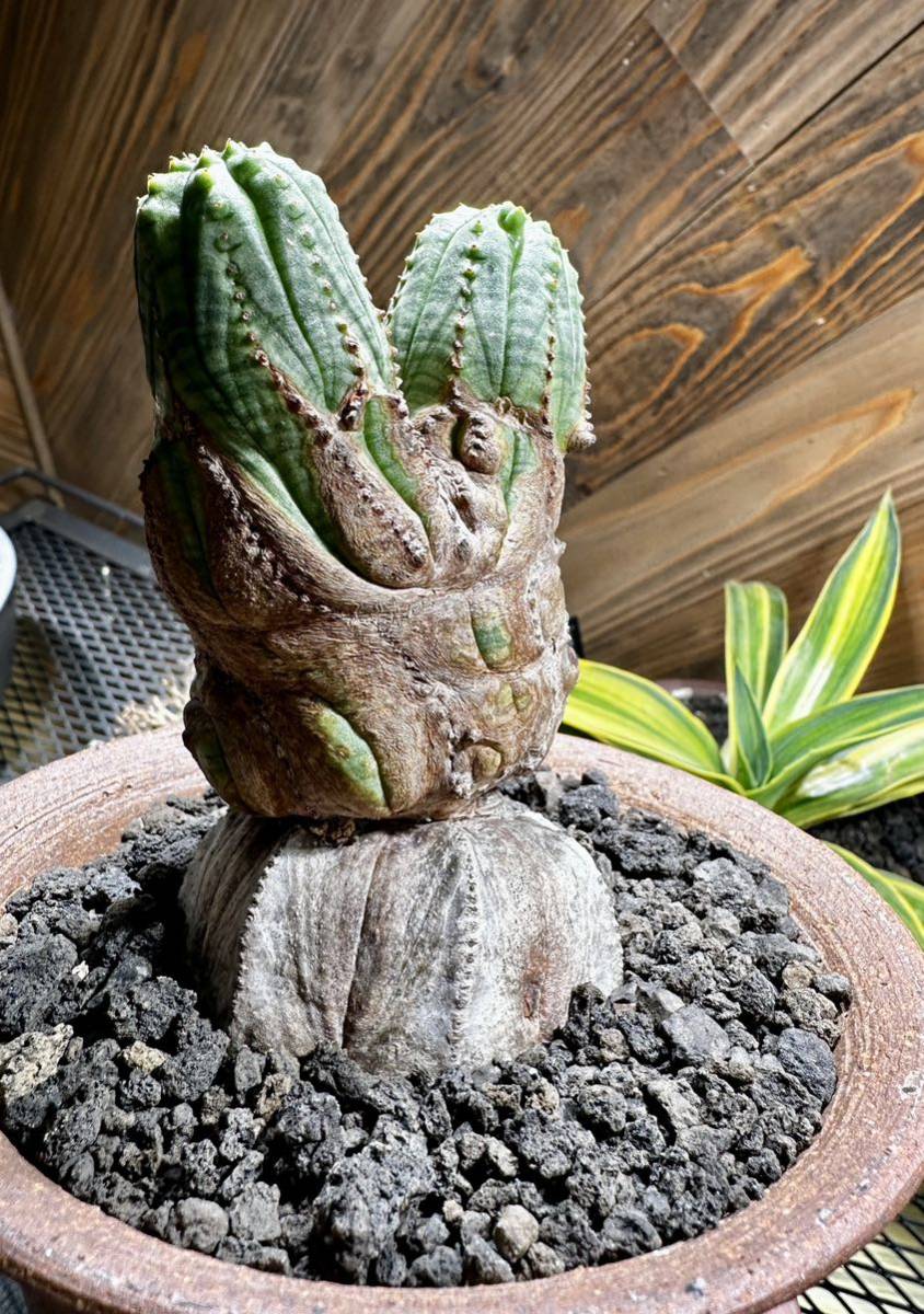 □ユーフォルビア オベサ モンスト 綴化 11.5cm/ダブルヘッド□極上木