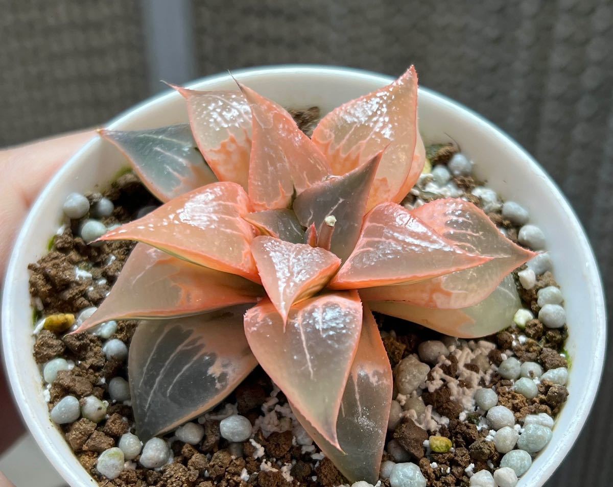 ハオルチア 白蛇伝 抜き苗 ハオルチア白蛇伝 抜き苗