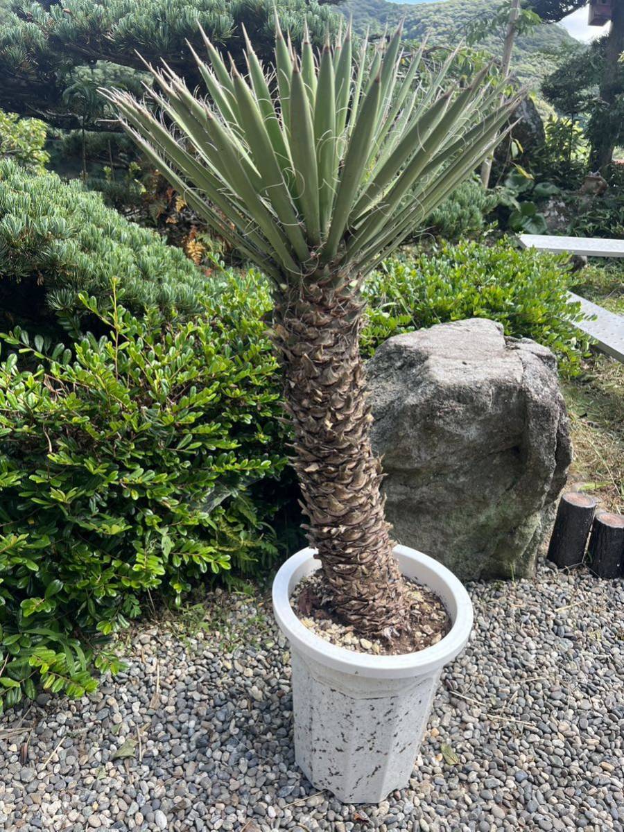 ユッカ グロリオサグロリオーサ散り斑散斑レア芋つき