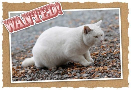 招き猫発祥の地に現れる白猫「ナミちゃん」｜ねこのきもちWEB MAGAZINE