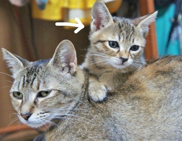 本当に親子…？ 成長した子猫の3年後の姿に「遺伝子マジック」と驚きの
