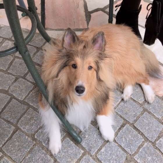 シェルティ」と「ラフ・コリー」似ているけど、どこが違うの？｜いぬの