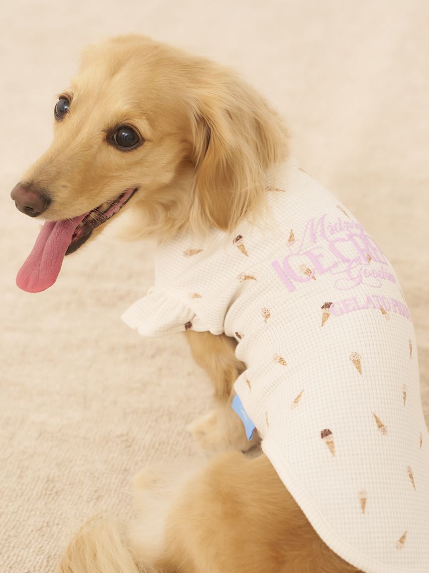 オーダー受付 ダックス ご予約ページ 1/13 【公式通販】