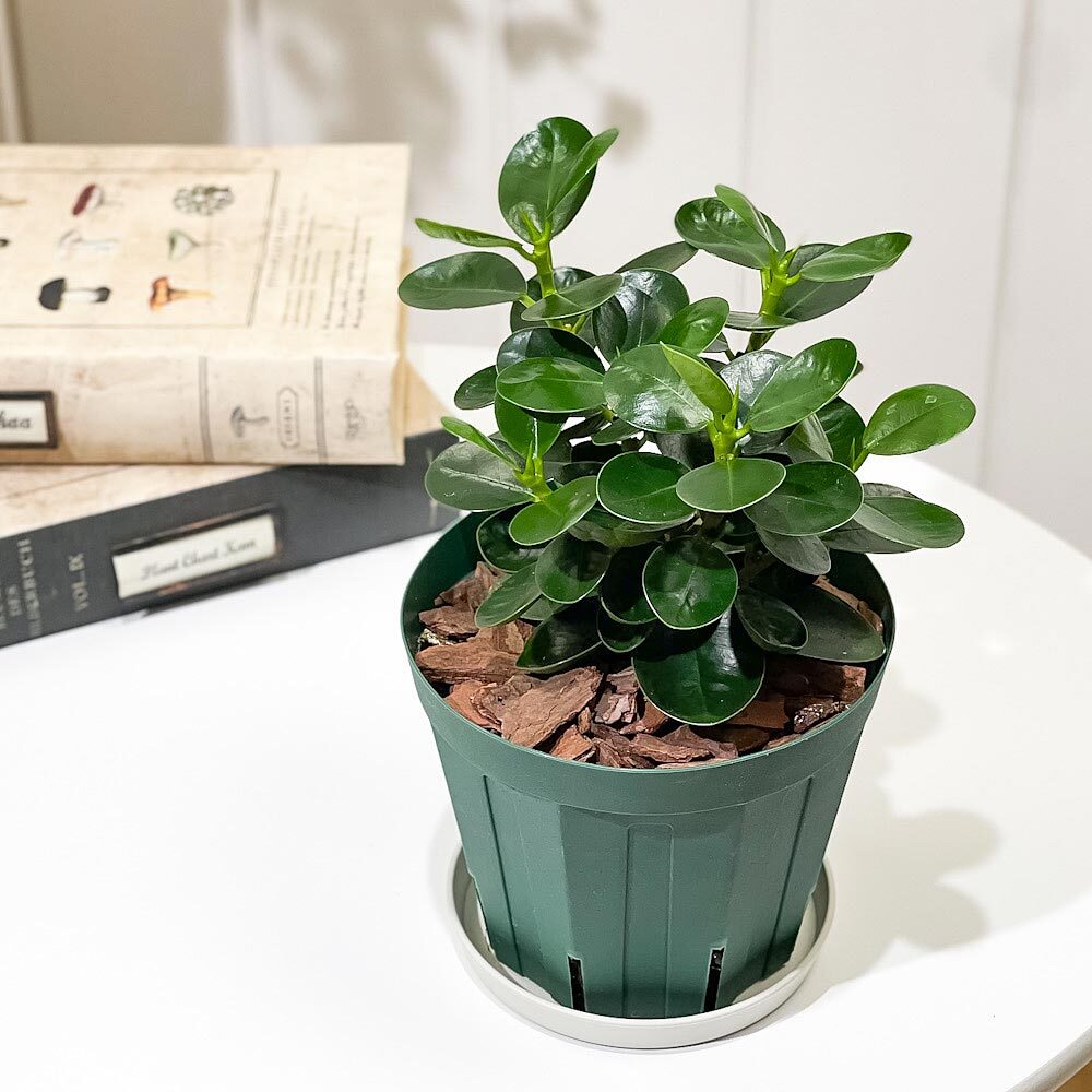 パンダガジュマル 斑入り 超希少 接木・鉢込 発根済み パンダ