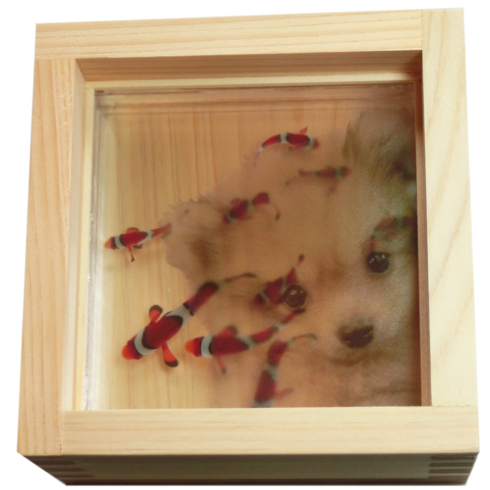 樹脂金魚 金魚アート カクレクマノミ ニモ 犬 いぬ イヌ ポメラニアン