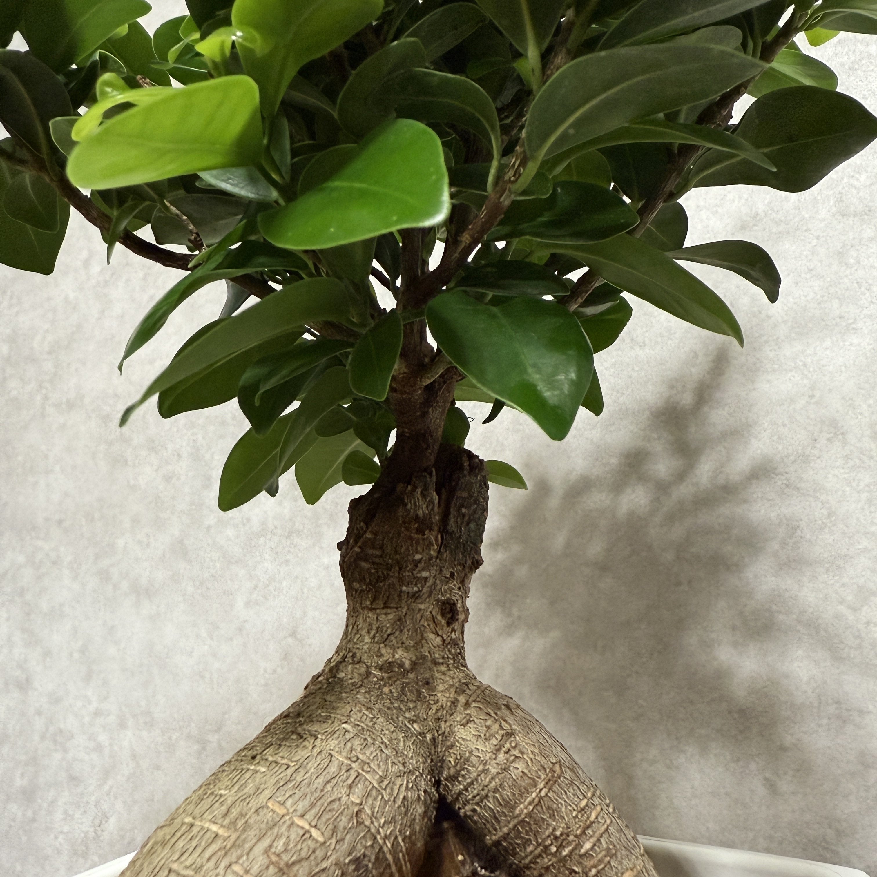 ガジュマル 観葉植物 6号鉢苗 盆栽 多幸の木 幸福をもたらす精霊が住む