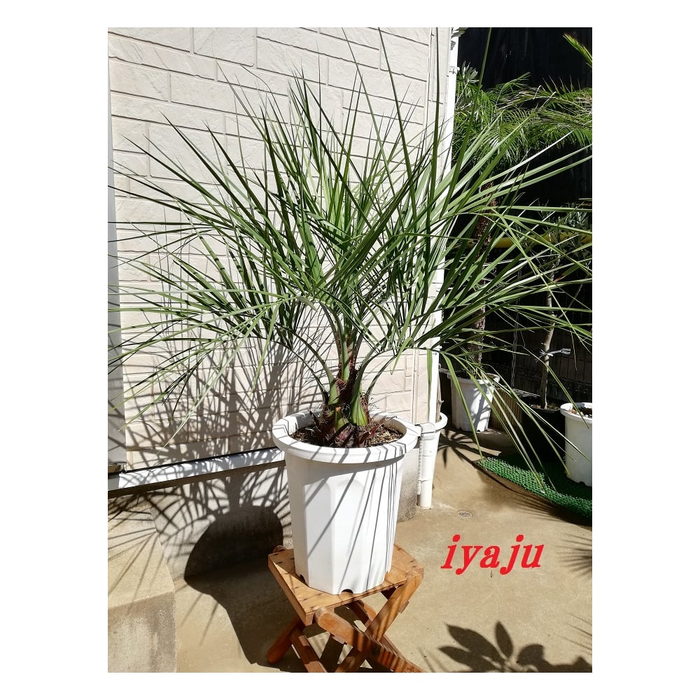 ココスヤシ 10号 耐寒性ヤシ ヤシの木 インテリア ワイルドな観葉植物