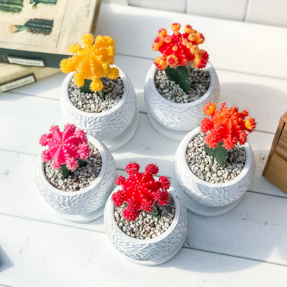 PLANCHU サボテン ヒボタン 陶器鉢植え 受け皿付き 育て方説明書付き