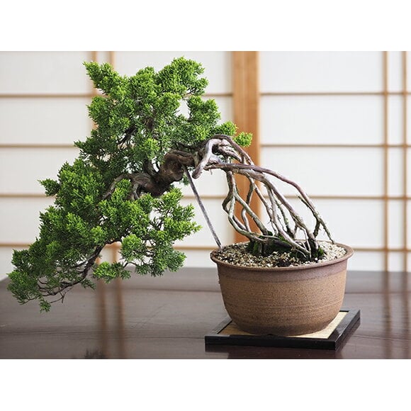 迫力のあるザ・盆栽の真柏懸崖の根上がりの真柏【懸崖 根上り 真柏