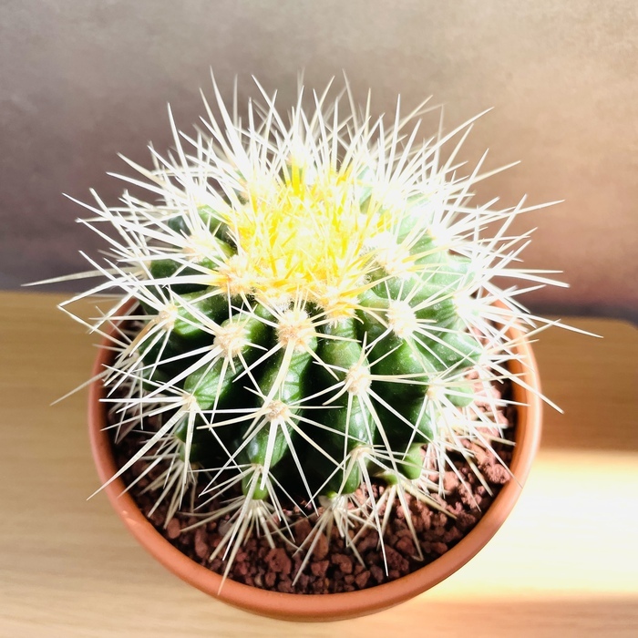 サボテンの王様 金鯱 4号鉢 観葉植物 多肉植物 金シャチ おしゃれで