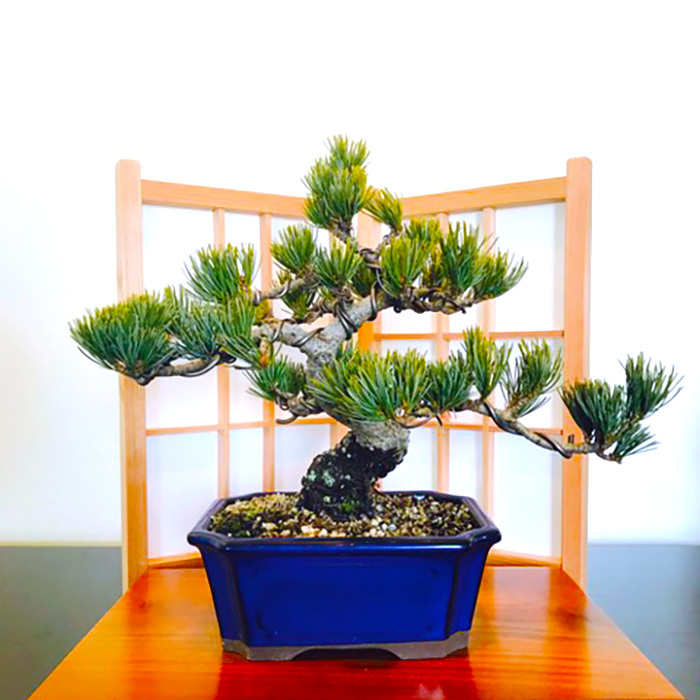 盆栽 松 人気ギフト 一生もの 送料無料 曲幹樹齢15年 縁起物 高松