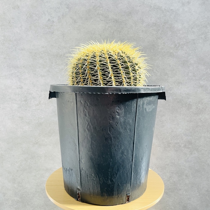 サボテンの王様 金鯱 12号鉢 大型 特大サイズ 観葉植物 多肉植物 金