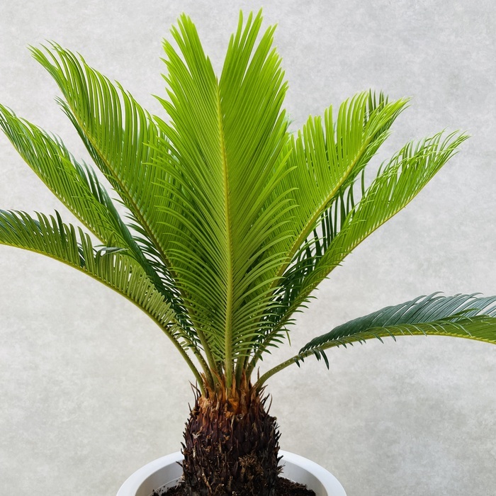 ソテツ 蘇鉄 8号鉢 庭木 記念樹 シンボルツリー 観葉植物 風水 地植え