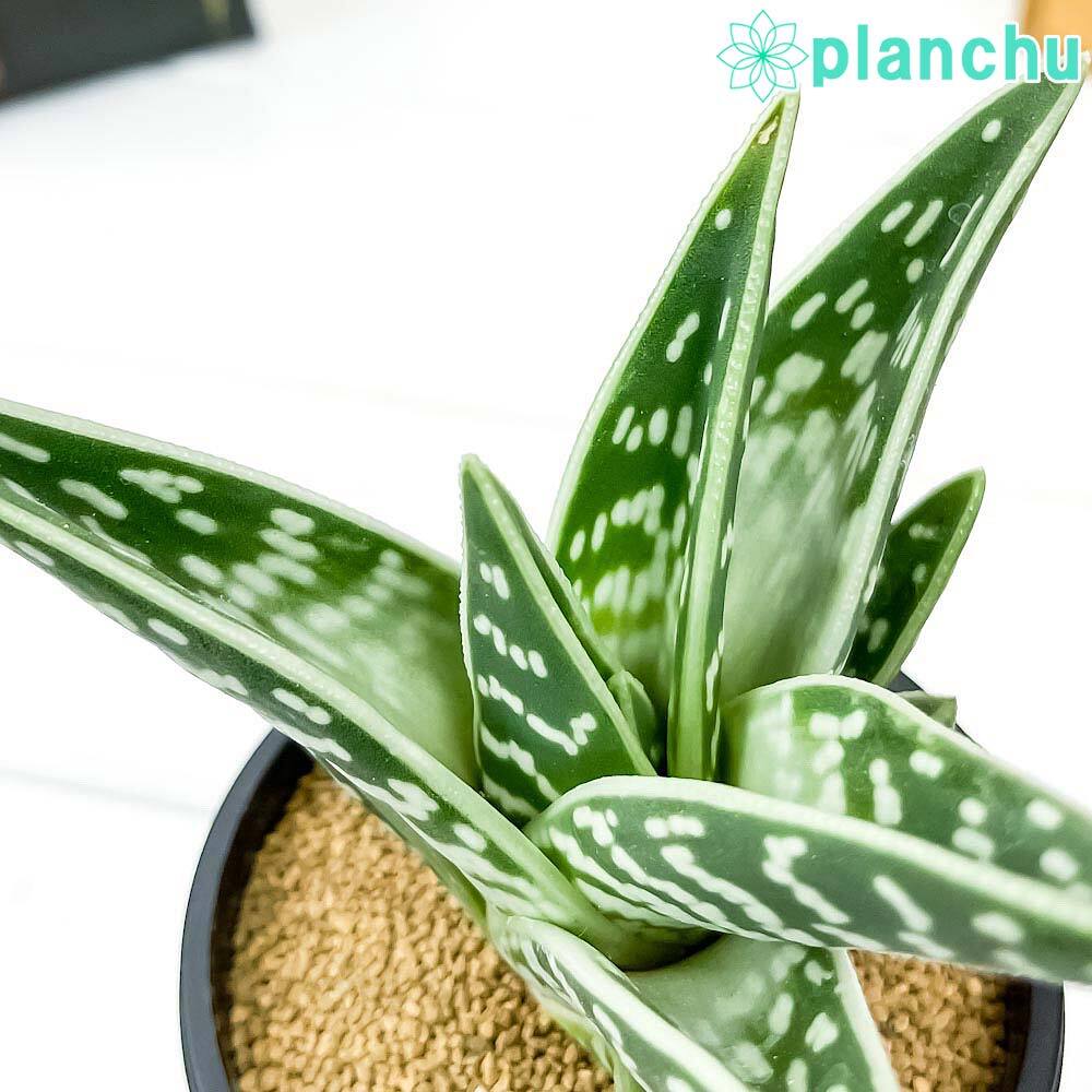 PLANCHU 多肉植物 アロエ 千代田錦 ちよだにしき 3号鉢 受け皿付き