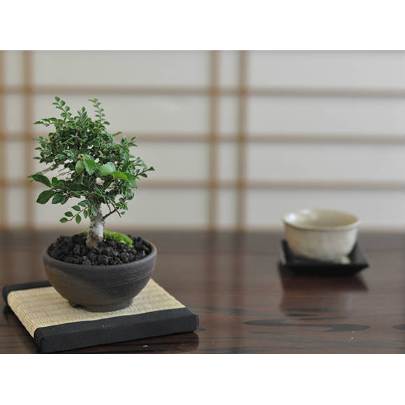 送料無料 盆栽 ミニ盆栽 ミニ けやき 欅 雑木 紅葉 ギフト 鉢植え 父の