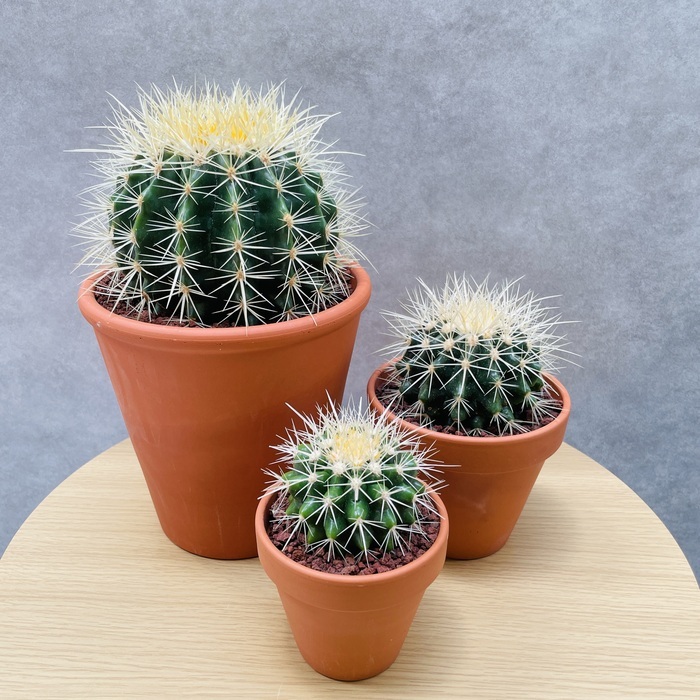 サボテンの王様 金鯱 3鉢セット 3号 4号 5号入り 観葉植物 多肉植物 金