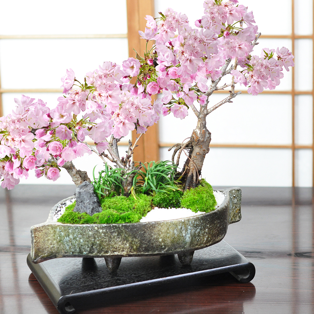 送料無料 桜の鉢植えを楽しむなら盆栽がおすすめ 自宅でお花見 桜盆栽