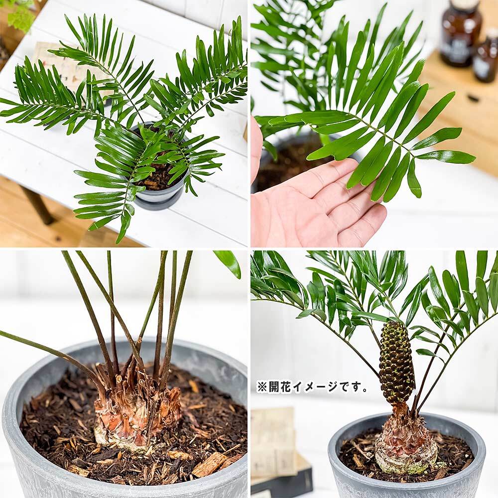 PLANCHU 観葉植物 ザミア フロリダーナ 5号樹脂鉢 ダークグレー