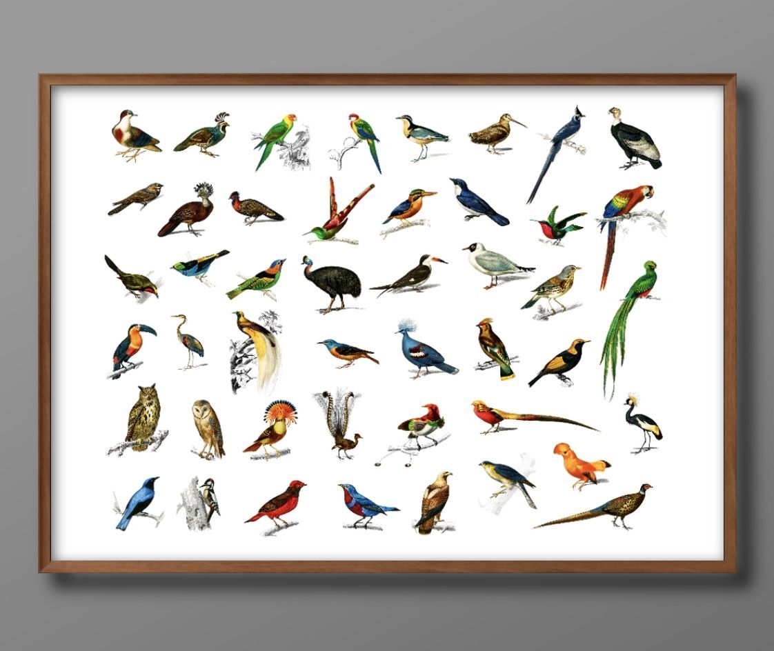 鳥 図鑑 バード A3 サイズ ポスター アート おしゃれ 絵画 インテリア