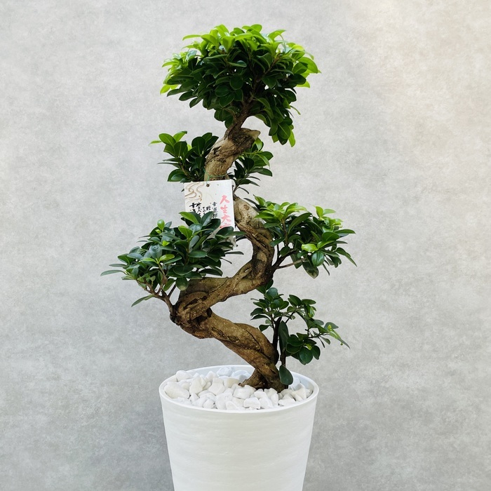 ガジュマル 観葉植物 曲がり 8号鉢苗 大型 盆栽 登り樹 昇り竜 室内