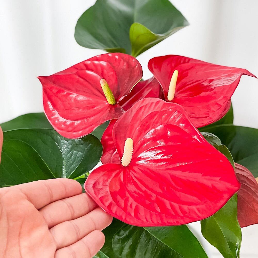 PLANCHU 観葉植物 アンスリウム ミネソタ 6号鉢 受け皿付き 育て方説明