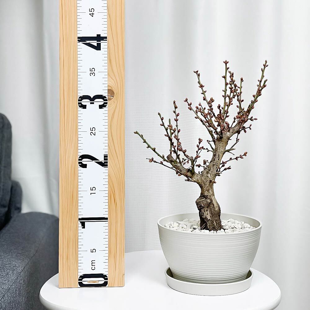 PLANCHU 盆栽 花梅 見驚 6号鉢 受け皿付き 育て方説明書付き Prunus