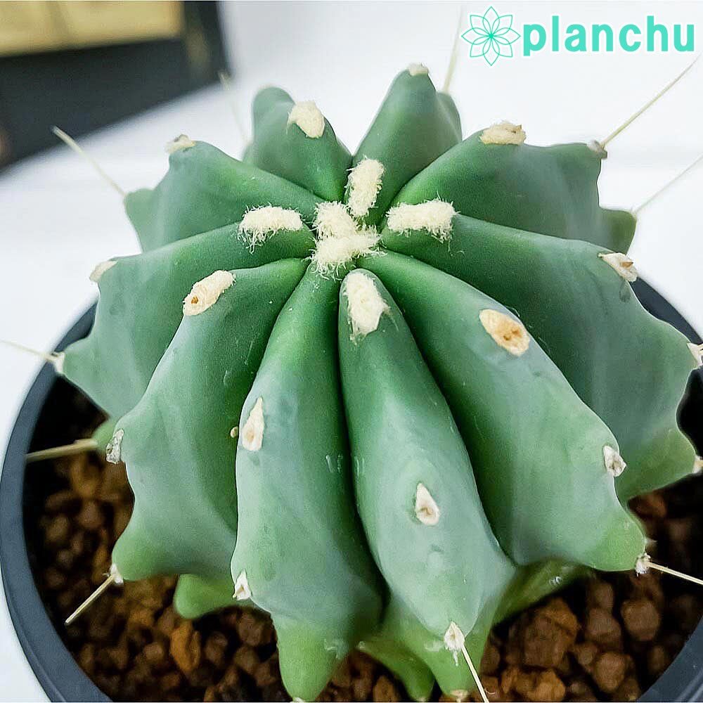 PLANCHU サボテン フェロカクタス 刺無王冠竜 とげなしおうかんりゅう