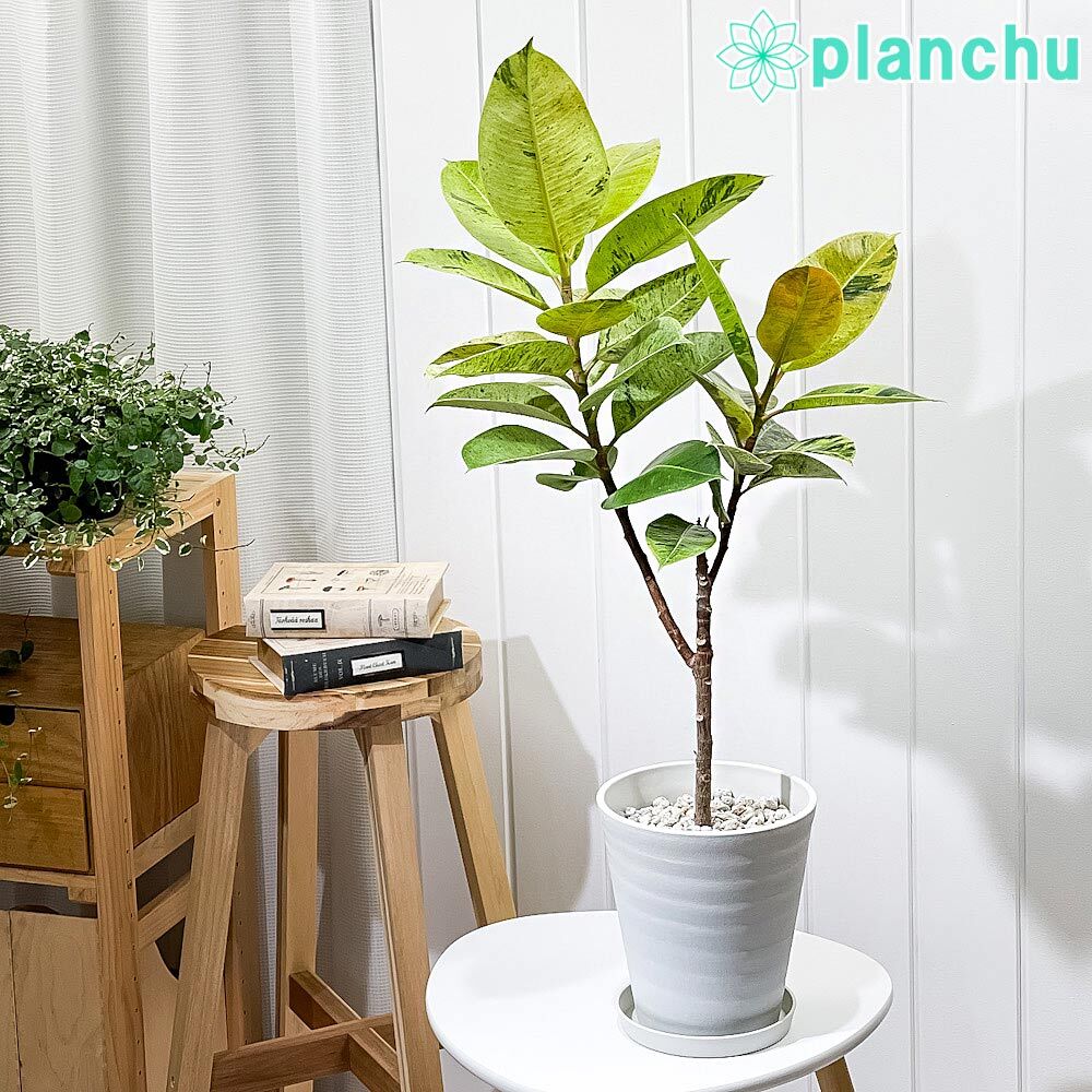 PLANCHU 観葉植物 フィカス ジン 6号鉢 受け皿付き 育て方説明書付き