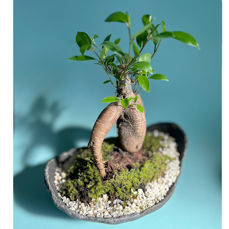 多幸の樹 縁起の樹 ガジュマル盆栽 くらま岩風鉢】 - 【みどり屋～和草