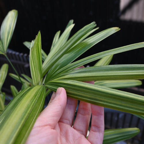 和の観葉植物アヤニシキ観音竹 綾錦 希少品種 カンノンチク インテリア