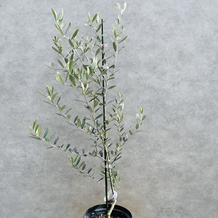 オリーブの木 ミッション 6号鉢苗 鉢底から90cm程度 直立型 シンボル