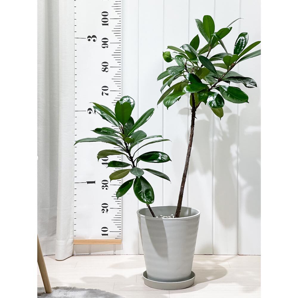 PLANCHU 観葉植物 フィカス キアティスティプラ 8号鉢 受け皿付き 育て