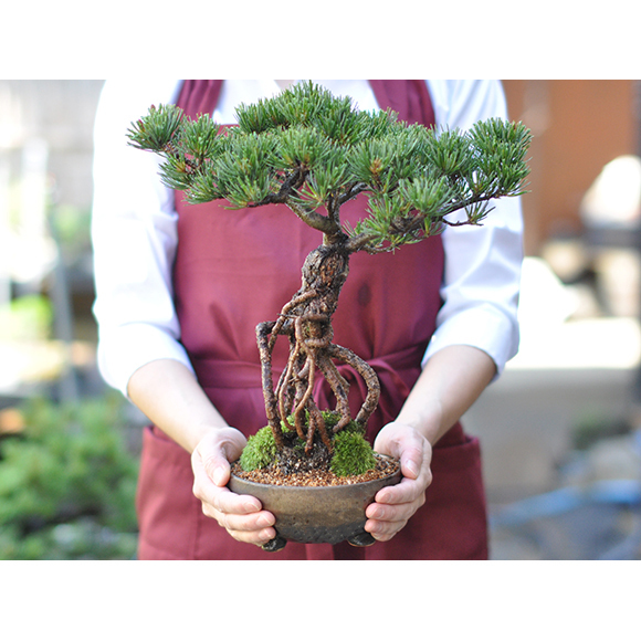 迫力のある根上りの五葉松です。根上がりの五葉松【盆栽 ミニ盆栽 鉢植