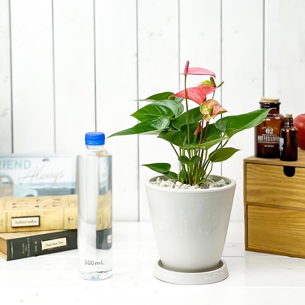 PLANCHU 観葉植物 アンスリウム ピンク 5号樹脂鉢 ホワイト サスティー