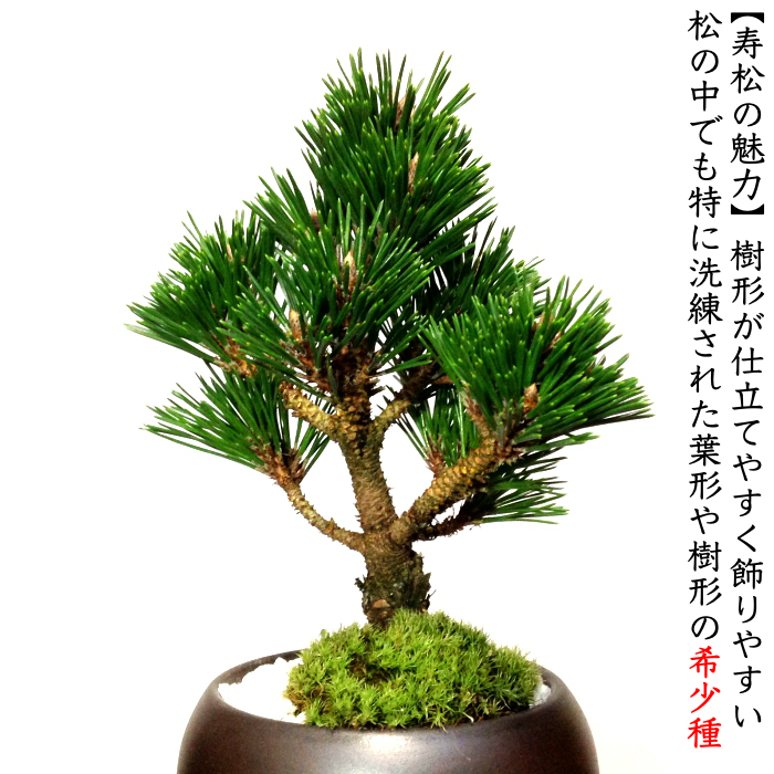 ギフト 盆栽 松 吉祥黒松 希少 寿松 長寿梅 寿セット 縁起 ミニ盆栽 W