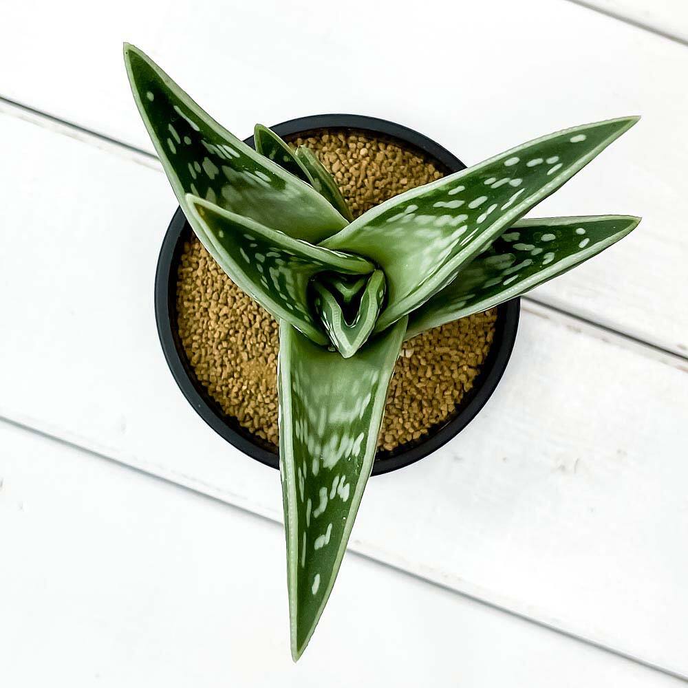 PLANCHU 多肉植物 アロエ 千代田錦 ちよだにしき 3号鉢 受け皿付き