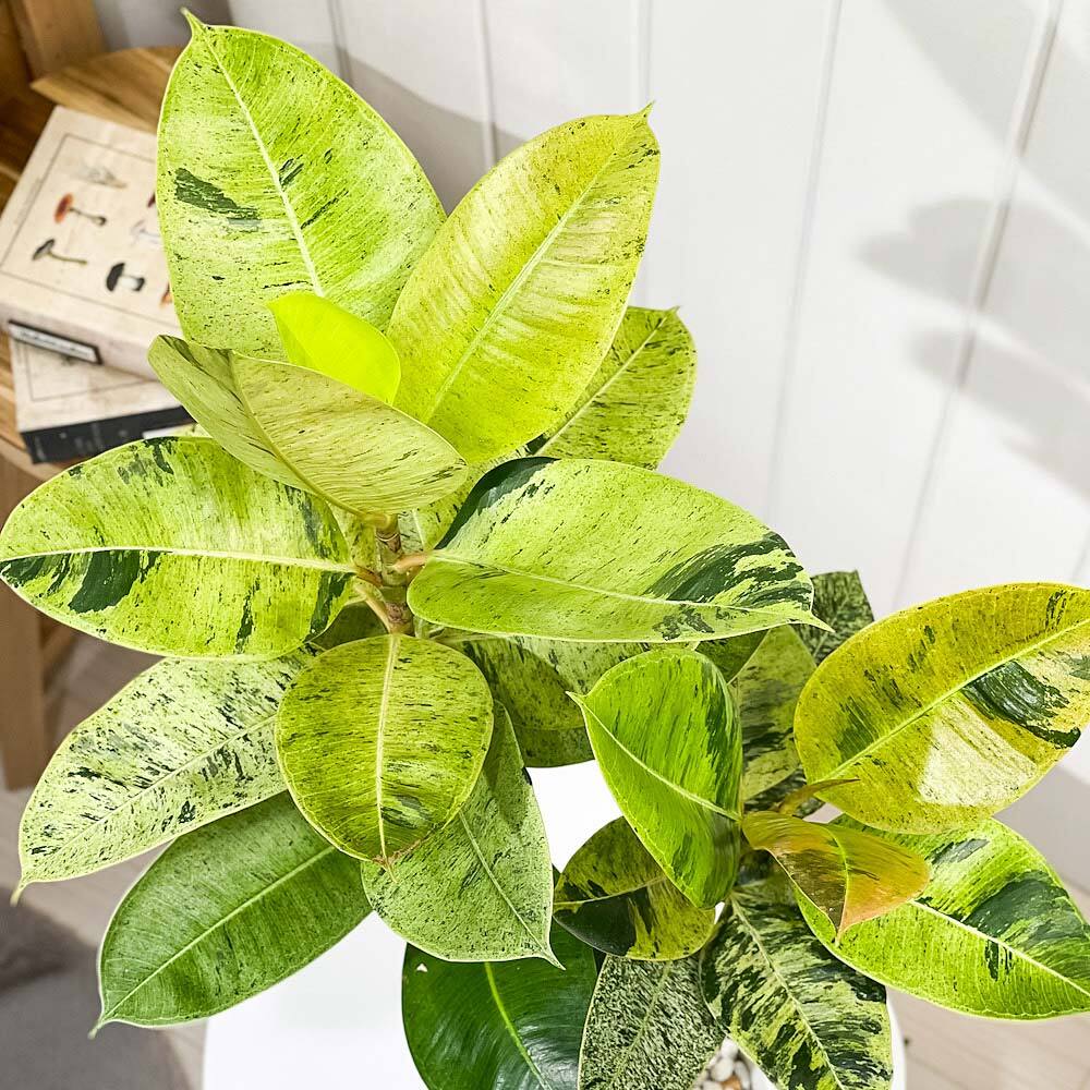 PLANCHU 観葉植物 フィカス ジン 6号鉢 受け皿付き 育て方説明書付き