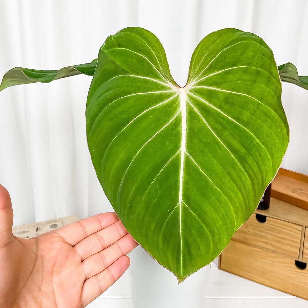 PLANCHU 観葉植物 フィロデンドロン グロリオーサム 6号鉢 受け皿付き