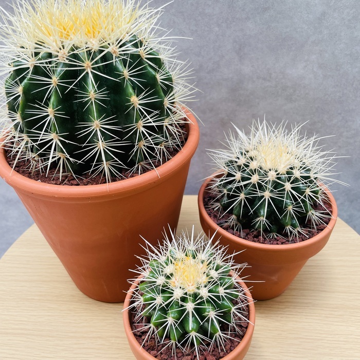 サボテンの王様 金鯱 3鉢セット 3号 4号 5号入り 観葉植物 多肉植物 金